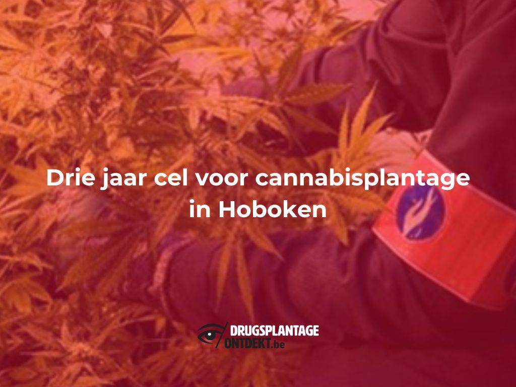 Hoboken - Drie jaar cel voor cannabisplantage in Hoboken